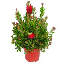 Plant Rince-bouteille (Callistemon Splendens) en pot Ø18cm