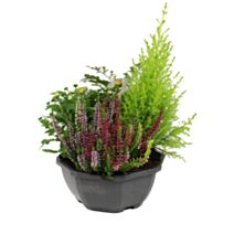 Composition cimetière 4 plantes Ø23cm - JARDIN DE VOS ENVIES