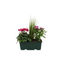Composition cimetière 3 plantes Ø25cm - JARDIN DE VOS ENVIES