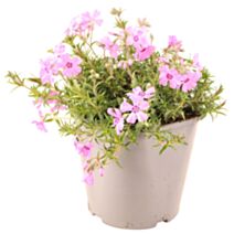 Plante vivace fleurie Phlox Subulata 2L - JARDIN DE VOS ENVIES
