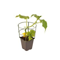 Concombre Greffe Femspot Pot 1L - FLEURON D'ANJOU