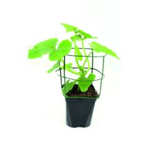 COURGETTE GREFFEE KIMBER 1L