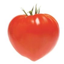 Tomate greffee gourmandia