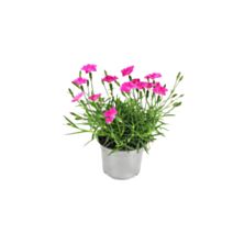 Oeillet Nain Kahori Pot 10,5cm - FLEURON D'ANJOU