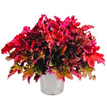 Végétal de pépinière Heuchère collection rouge - JARDIN DE VOS ENVIES