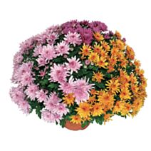 Fleur Chrysanthème Pompon Tricolore - FLEURON D'ANJOU
