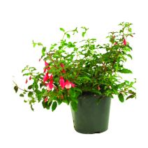 Fuchsia vivace 