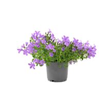 Plante vivace campanule muralis - JARDIN DE VOS ENVIES