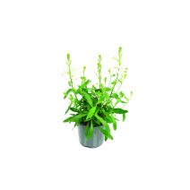 Gaura 