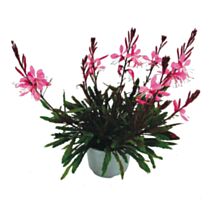 Plante Gaura 10,5cm - FLEURON D'ANJOU