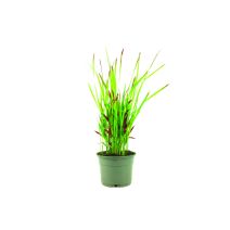 Imperata cylyndrica