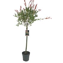 Plante Saule avec ses jeunes pousses en pot - JARDIN DE VOS ENVIES