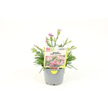 Plante oeillet Pink Kisses fleurs en pot 10,5cm - JARDIN DE VOS ENVIES