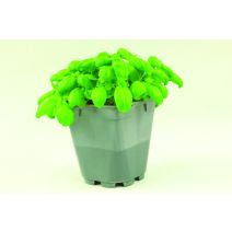 Basilic grand vert 