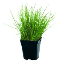Ciboulette 