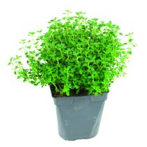 Thym citron