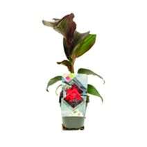 Canna nain collection 