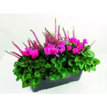 Composition bruyère/mini-cyclamen