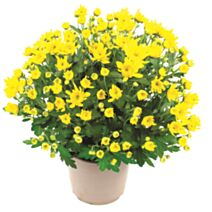 Plante chrysanthème pompon 17cm - FLEURON D'ANJOU