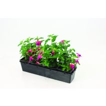 Fuchsia au choix