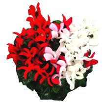 Mini-cyclamen duo 
