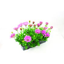 Ostéospermum 