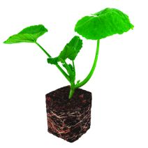 Courgette motte doreta f1