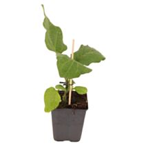 Plant d'aubergine - JARDIN DE VOS ENVIES