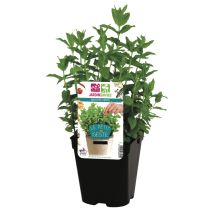 Menthe verte