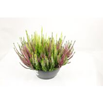 Plante Bruyère Calluna tricolore Ø23cm - FLEURON D'ANJOU