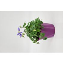 Pot Ancolie Fleurie ∅19cm