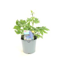 Pot Delphinium Hybride ∅19cm