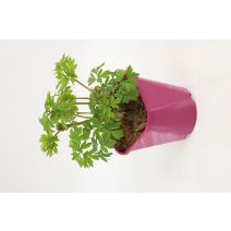 Pot Dicentra Spectabilis 2L