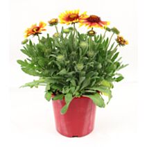 Pot Gaillarde ∅19cm