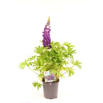 Pot Lupin ∅19cm