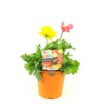 Plante Pavot d’Islande - FLEURON D'ANJOU