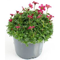 Plante saxifrage Arendsii en pot 10,5cm - FLEURON D'ANJOU