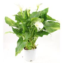 Pot Arum Blanc 2L