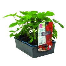 Fraisier non remontant gariguette 