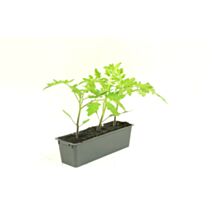 Plants de tomate Montfavet x3 - JARDIN DE VOS ENVIES