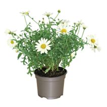 Pot Anthémis ∅10,5cm