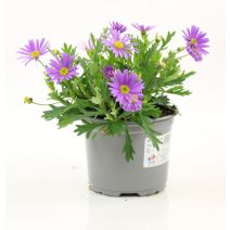 Pot Brachycome ∅10,5cm