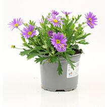 Pot Brachycome ∅10,5cm