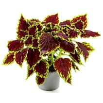 Pot Coleus Bouture ∅10,5cm