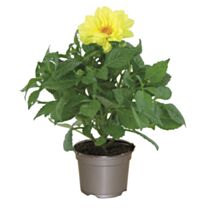 Pot Dahlia Nain ∅10,5cm