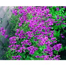 Pot Diascia ∅10,5cm