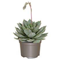Pot Echeveria ∅10,5cm