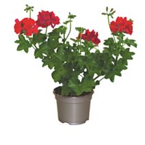 Pot GéraniumLierre Double ∅10,5cm