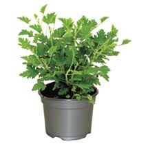 Plante Géranium odorant pot 10,5cm vert - JARDIN DE VOS ENVIES