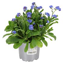 Pot Myosotis Alpes ∅10,5cm